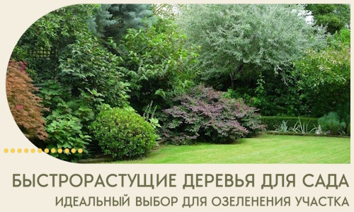 Быстрорастущие деревья для сада идеальный выбор в Александрове
