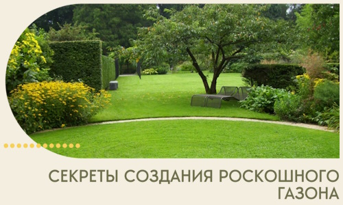 Секреты создания роскошного газона в Александрове